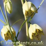 Fritillaria thunbergii