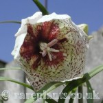 Fritillaria tortifolia