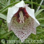 Fritillaria tortifolia