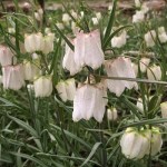 Fritillaria tortifolia