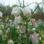 Fritillaria tortifolia