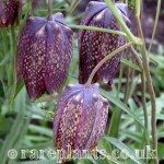 Fritillaria ussuriensis