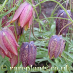 Fritillaria ussuriensis ordinary and pinkish together