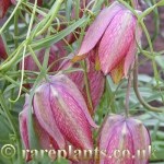 Fritillaria ussuriensis pink