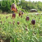Fritillaria ussuriensis