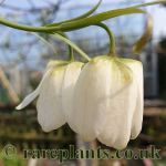 Fritillaria verticillata