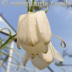 Fritillaria verticillata