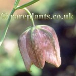 Fritillaria walujewii