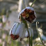 Fritillaria walujewii