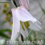 Fritillaria yuminensis