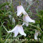 Fritillaria yuminensis
