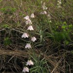 Fritillaria yuminensis