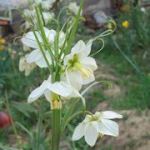 Fritillaria albidoflora