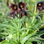Fritillaria camschatcensis Magadan