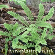 Adiantum pedatum