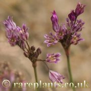 Allium cupani