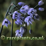 Allium cyaneum