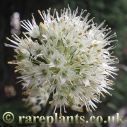 Allium ericetorum