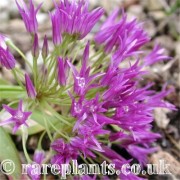 Allium falcifolium