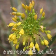 Allium flavum nanum