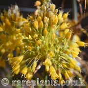 Allium flavum tauricum