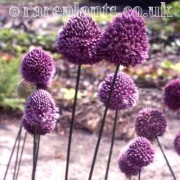Allium guttatum dalmaticum