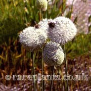 Allium guttatum sardoum
