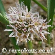Allium haemanthoides