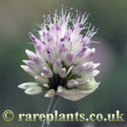 Allium ilgazense