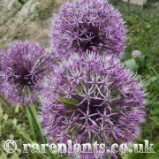 Allium jesdianum Per Wendelbo