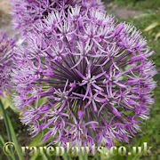 Allium jesdianum Shing