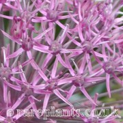 Allium karataviense henrikii