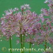 Allium khozratense