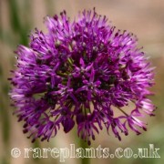 Allium komarowii Sunset