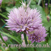 Allium lipskyanum