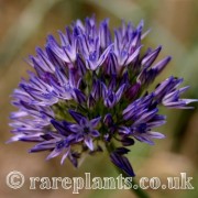 Allium litvinovii