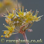 Allium microspathum