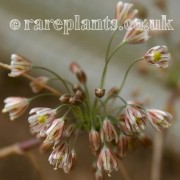 Allium tardans