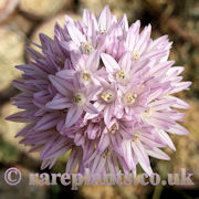 Allium rubellum