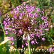 Allium sarawschanicum Bright Boy