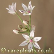 Allium scaposum