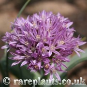 Allium shelkovnikovii