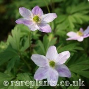 Anemone nemorosa Latvian Pink
