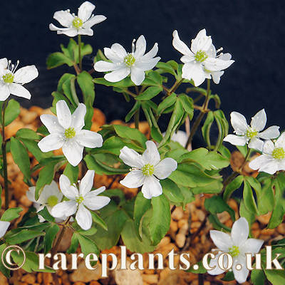 Anemone yezoensis