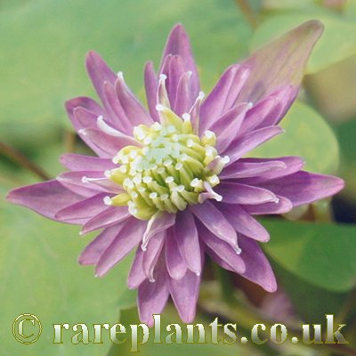 Anemonella thalictroides Double Purple