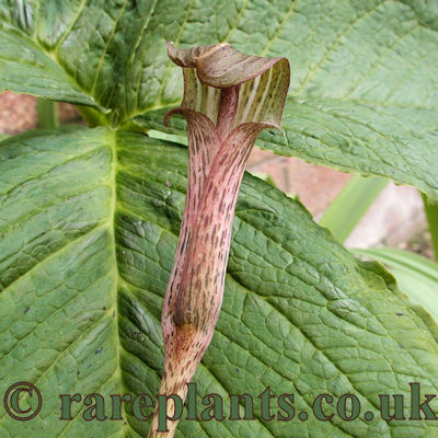 Arisaema nepenthoides China