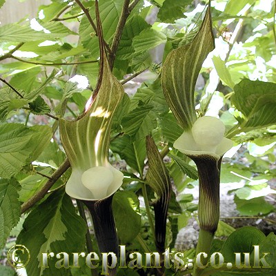 Arisaema sikokianum