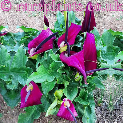 Arum creticum x palaestinum