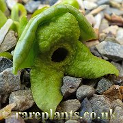 Asarum Kuro Botan