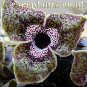 Asarum Masako